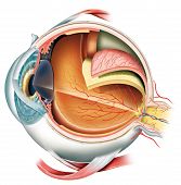 stock photo of anatomy  - descriptive picture of the anatomy of the eye - JPG 