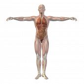 foto of organ  - High resolution concept conceptual 3D human man structure with internal organs - JPG 