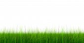 picture of nature  - High resolution green - JPG 