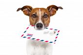 stock photo of animals  - dog with glasses delivering air mail envelope with stamp - JPG 