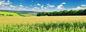 image of blue sky  - corn field - JPG 