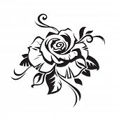 picture of black  - black rose on white background - JPG 