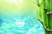 foto of ripple  - Fresh bamboo with water ripple - JPG 