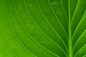 picture of vein  - Texture of a green leaf as background - JPG 