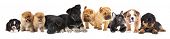 stock photo of group  - Group of  Puppies of different breeds - JPG 
