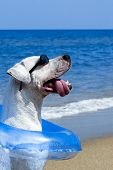 stock photo of dog  - Dog wearing sunglasses and blue float sitting on a tropical beach - JPG 