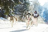 picture of competition  - Sled dog racing  - JPG 