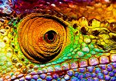 picture of animals  - Photo of colorful reptilian eye - JPG 