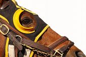 picture of horse  - Close up face of race horse with bridle and hood on white background with copy space - JPG 