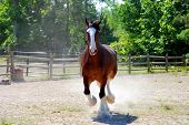 picture of horse  - A playful Clydesdale horse cantors around his pasture - JPG 