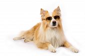 foto of dog  - Cool dog with sunglasses with white background - JPG 