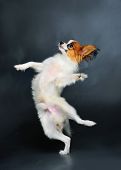 stock photo of animals  - pappion puppy dancing against dark background studio shot - JPG 