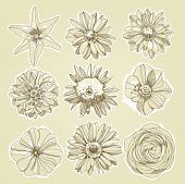 image of outline  - Flower Illustration - JPG 