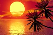 picture of sunset  - red sunset and palm - JPG 
