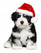 pic of animals  - Cute sitting Bichon Havanese puppy dog in a Christmas  - JPG 