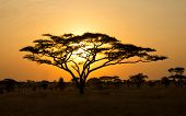 foto of sunset  - Rising Sun shinning through an Acacia tree in Africa - JPG 