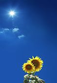 stock photo of blue sky  - close up shot of sunflowers over clear sky - JPG 