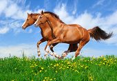 picture of blue sky  - Two trakehner sorrel stallions gallop in field - JPG 