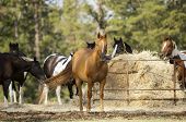 pic of quarter horse  - American Quarter Horse mare standing guard over the heard of Paint horses while they eat hay.
** Note: Slight graininess, best at smaller sizes - JPG 