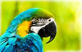 pic of nature  - Exotic colorful African macaw parrot - JPG 