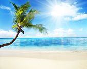foto of beach  - palm and beach - JPG 