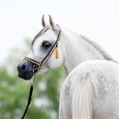 picture of horse  - White horse head - JPG 