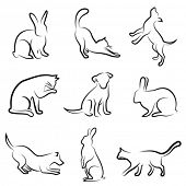 stock photo of dog  - dog - JPG 