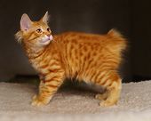 Lovely red thoroughbred kitten. Breed Kurilian Bobtail. Hypoallergenic breed of cats