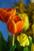 Bouquet of yellow and red tulips close-up. The yellow mimosa is out of focus in the background. Floral background. Spring mood.