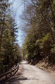 Looking up a country road in the spring time with a blue sky seen through the trees