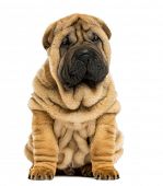 pic of animals  - Front view Shar pei puppy sitting  - JPG 