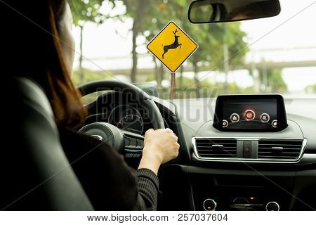 Poster: Woman Driving A Car On