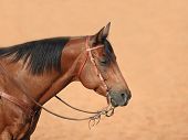 stock photo of quarter horse  - A registered Quarter Horse gelding waits to compete in the Ranch Cutting at a Foundation Quarter Horse show - JPG 