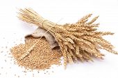picture of food  - Wheat grains and ears - JPG 