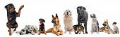 picture of dog  - cute rottweiler say hello with his paw to a group of dogs and cat - JPG 