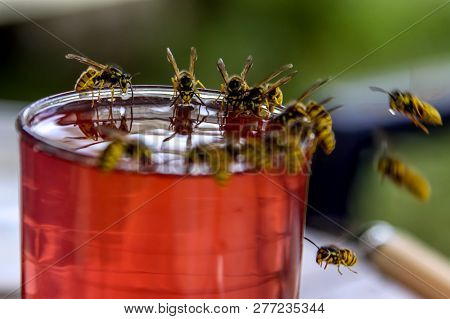 Poster: Wasps On Glass With Drink