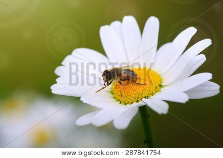 Poster: White Big Daisy Flowers Amd