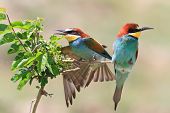 European Bee Eater (merops Apiaster)