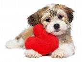 foto of holidays  - A cute lover valentine havanese puppy dog with a red heart isolated on white background - JPG 
