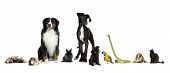 picture of dog  - Group of pets in a raw  - JPG 