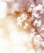 picture of nature  - White cherry flowers on sunny day - JPG 