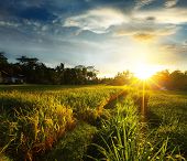 foto of sunset  - Sunset over rice field - JPG 