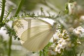 White Butterfly