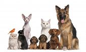 image of dog  - Group of pets - JPG 