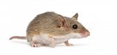 stock photo of mouse  - African Pygmy Mouse  - JPG 