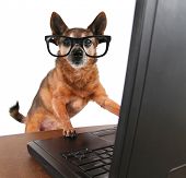 stock photo of internet  - a dog surfing the internet - JPG 