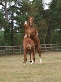 foto of horse  - Two young horses rear up whilst playing in a field - JPG 