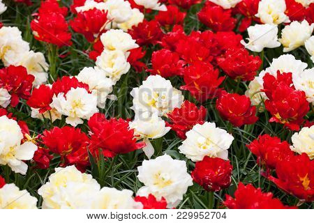 Poster: A Flowerbed Of Red And