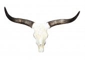 stock photo of skull  - Bull skull with long horns isolated on a white background - JPG 
