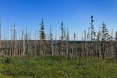 pic of dead-line  - A line of mostly dead trees from a wildfire in Montana with new growth of green grass and wildflowers in foreground - JPG 